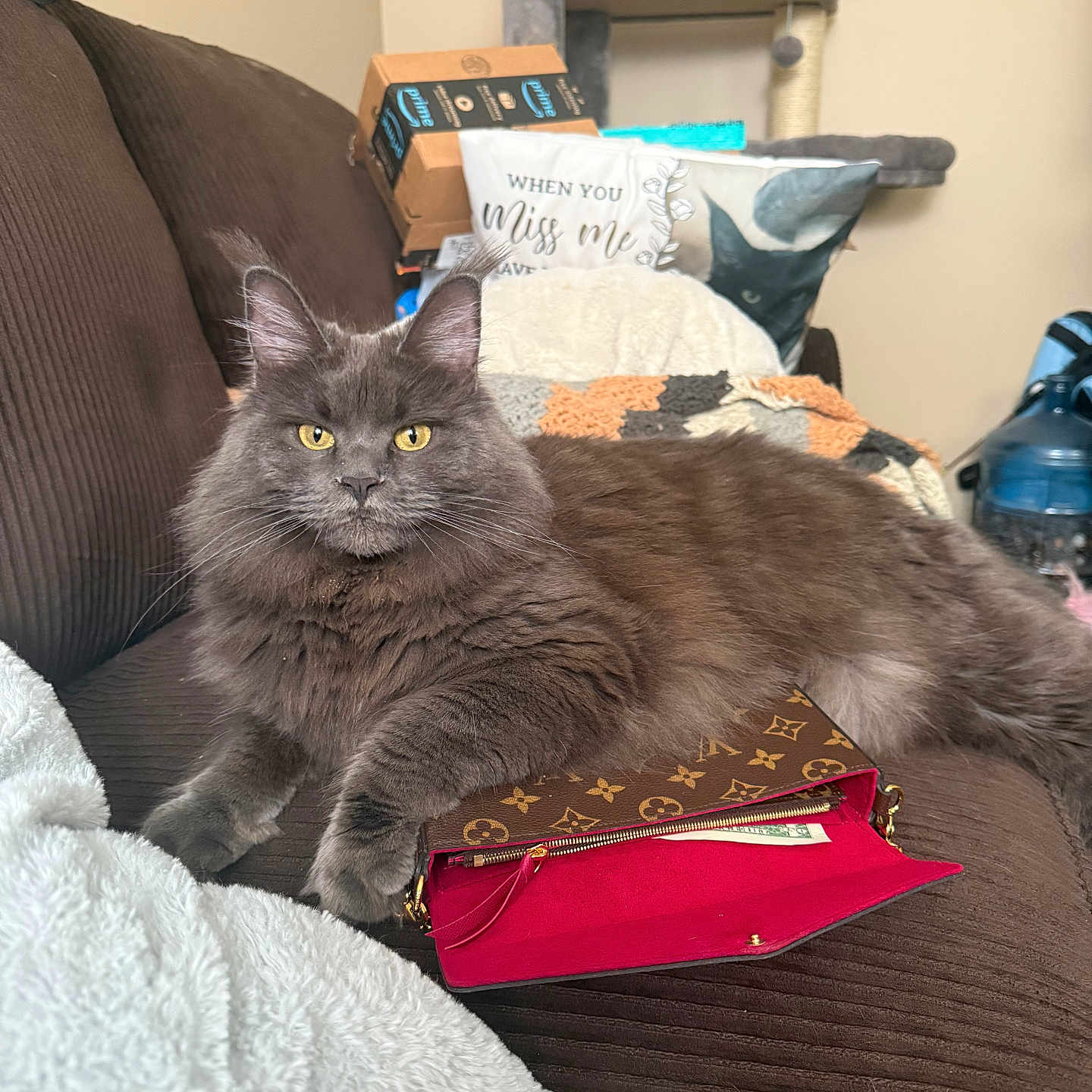 Laila joined the competition — help win amazing prizes! accessories, animal, architecture, bag, box, building, cat, chair, couch, cushion, furniture, handbag, homedecor, indoors, kitten, linen, livingroom, manx, pet, room