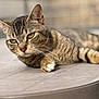 cat, tabby_cat, pet, close_up, whiskers, paw, lounging, outdoor, blurred_background, shallow_depth_of_field, portrait, fur, green_eyes, sunlight, table, round_table, relaxed, domestic_animal, striped, face