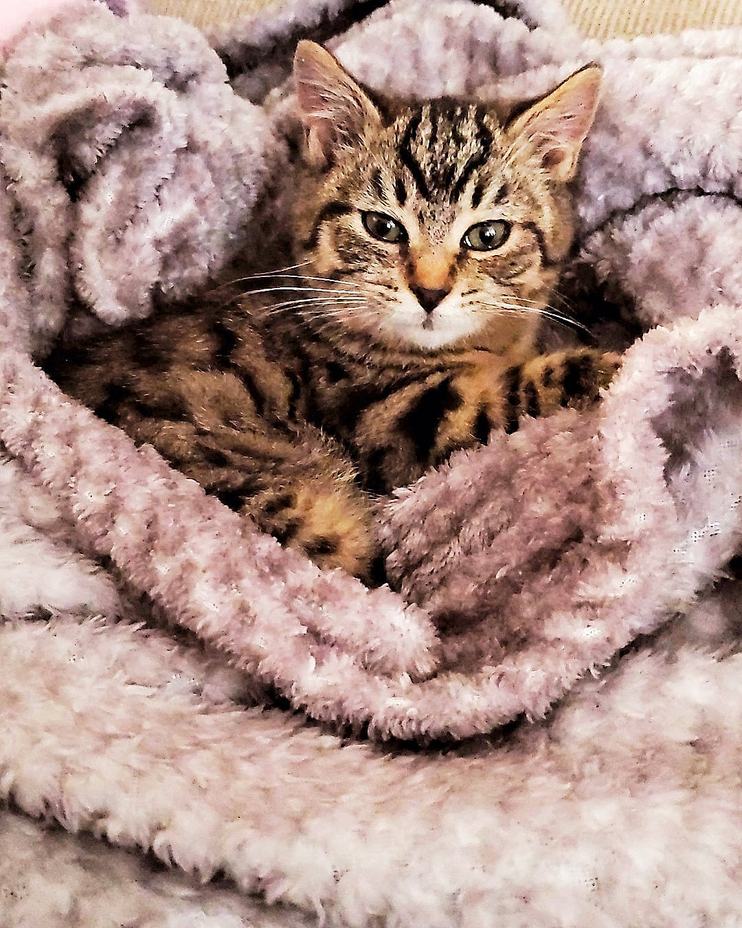 Otis joined the competition — help win amazing prizes! american_shorthair, american_wirehair, asian, california_spangled, carnivore, cat, domestic_short_haired_cat, dragon_li, egyptian_mau, european_shorthair, felidae, fur, kitten, pixie_bob, small_to_medium_sized_cats, snout, tabby_cat, toyger, whiskers, wild_cat