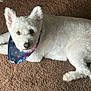 animal, bandana, canine, carpet, cozy, curious, cute, dog, domestic_animal, friendly, fur, indoor, looking_up, lying_down, mammal, pet, pet_accessory, portrait, relaxed, white_dog