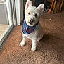 animal, bandana, carpet, companion, curious, cute, dog, door, ears, floor, fluffy, furniture, home, indoor, pet, petsmart, sitting, toy, white_dog, window