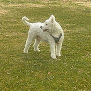 Ziggy joined the competition — help win amazing prizes! dog, white_dog, grass, outdoor, pet, animal, canine, fur, standing, field, nature, daylight, looking_away, collar, curly_fur, playful, happy, four_legs, tail, park
