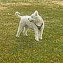 dog, white_dog, grass, outdoor, pet, animal, canine, fur, standing, field, nature, daylight, looking_away, collar, curly_fur, playful, happy, four_legs, tail, park
