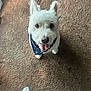 animal, bandana, canine, carpet, companion, cute, dog, domestic_animal, foot, fur, happy, indoor, looking_up, paw, pet, pet_accessory, smiling, sock, white_dog, window_light
