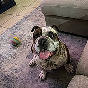 Butch is registered to the contest to win money with this photo: bulldog, dog, pet, canine, sitting, tongue_out, happy, face, portrait, brindle, wrinkled, indoors, living_room, rug, carpet, sofa, furniture, dog_toy, ball, home