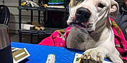 Waylon Jennings is registered to the contest to win money with this photo: animal, baby, boxer, bulldog, canine, couch, doctor, dog, face, furniture, gambling, game, greatdane, head, hound, person, pet, pitbull, puppy, table