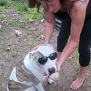Waylon Jennings joined the competition — help win amazing prizes! accessories, animal, barefoot, boxer, bulldog, canine, clothing, dog, face, grass, head, person, pet, photography, pitbull, plant, shorts, skin, sunglasses, tattoo