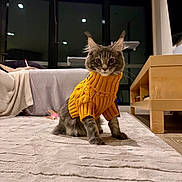 Luna is registered to the contest to win money with this photo: cat, gray_tabby, yellow_sweater, knitted_clothing, indoor, carpet, living_room, furniture, couch, table, curious, pet, animal, fur, ears, wide_eyes, tufted_ears, soft_lighting, cozy, modern