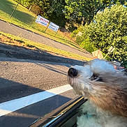 Kooper is registered to the contest to win money with this photo: dog, fluffy, car, window, road, trees, sunlight, outdoor, pet, happy, nature, fur, animal, daytime, travel, motion, sideview, relaxation, canine, transportation