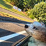 dog, fluffy, car, window, road, trees, sunlight, outdoor, pet, happy, nature, fur, animal, daytime, travel, motion, sideview, relaxation, canine, transportation