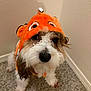 Kooper is registered to the contest to win money with this photo: dog, costume, orange, fish_costume, carpet, indoor, pet, cute, animal, fur, white_fur, brown_fur, small_dog, looking_up, corner, wearing_clothes, playful, domestic_animal, portrait, funny