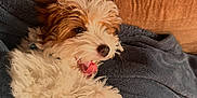 Kooper joined the competition — help win amazing prizes! puppy, dog, fluffy, yawning, tongue_out, blanket, brown_couch, cozy, cute, pet, indoor, fur, small_dog, animal, domestic_animal, relaxing, soft_texture, close_up, happy, playful