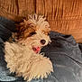 puppy, dog, fluffy, yawning, tongue_out, blanket, brown_couch, cozy, cute, pet, indoor, fur, small_dog, animal, domestic_animal, relaxing, soft_texture, close_up, happy, playful