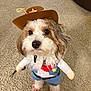 Kooper is registered to the contest to win money with this photo: dog, pet, costume, cowboy, hat, sheriff, carpet, indoor, cute, fluffy, small_dog, outfit, animal, adorable, standing, brown, white, fur, portrait, funny