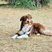 Vixye participe au concours pour gagner de l'argent avec cette photo : dog, brown, white, fluffy, lying_down, grass, outdoor, nature, animal, pet, canine, fur, ears, tail, eyes, snout, portrait, resting, head_tilt, background_blur