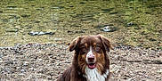 Vixye participe au concours pour gagner de l'argent avec cette photo : dog, brown_dog, wet_fur, sitting, river, water, rocks, nature, outdoor, waterfall, forest, canine, pet, animal, happy, friendly, landscape, scenic, daytime, wildlife