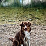 dog, brown_dog, wet_fur, sitting, river, water, rocks, nature, outdoor, waterfall, forest, canine, pet, animal, happy, friendly, landscape, scenic, daytime, wildlife