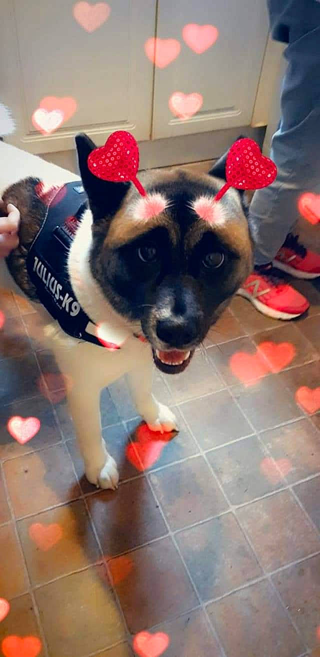 Kiyoshi joined the competition — help win amazing prizes! canidae, carnivore, companion_dog, dog, dog_breed, fawn, floor, flooring, foot, fur, human_leg, jaw, leg, paw, red, shoe, snout, sporting_group, thigh, working_animal