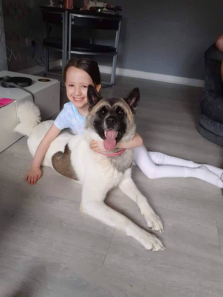 Kiyoshi is registered to the contest to win money with this photo: carnivore, chair, comfort, companion_dog, dog, dog_breed, door, fawn, felidae, floor, flooring, fur, hardwood, paw, sitting, small_to_medium_sized_cats, smile, sporting_group, tail, window