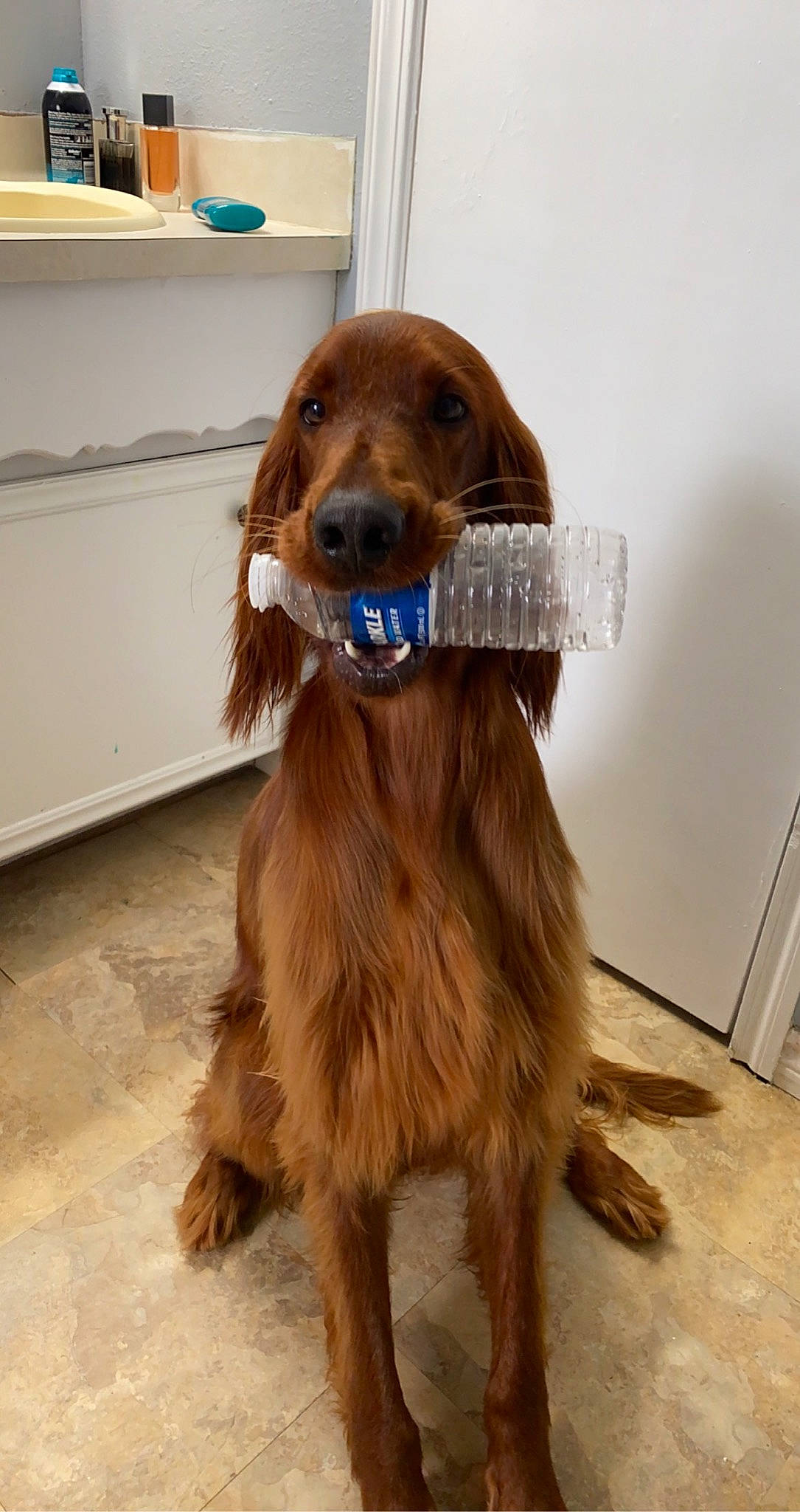 Wesley joined the competition — help win amazing prizes! canidae, carnivore, collar, companion_dog, dog, dog_breed, dog_collar, fashion_accessory, fawn, flooring, fur, hardwood, liver, pet_supply, snout, spaniel, sporting_group, wood, wood_stain, working_animal