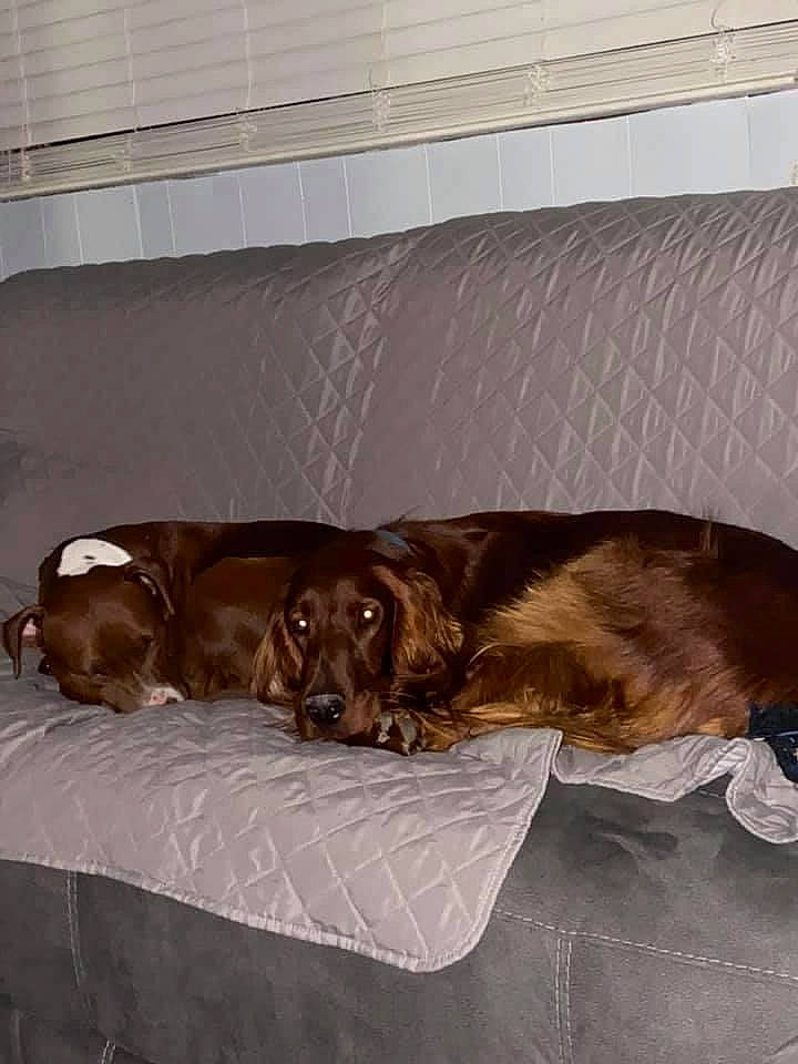 Wesley joined the competition — help win amazing prizes! bedding, brown, canidae, carnivore, comfort, companion_dog, dog, dog_breed, fawn, flooring, fur, hardwood, liver, pet_supply, room, spaniel, sporting_group, studio_couch, wood, working_animal