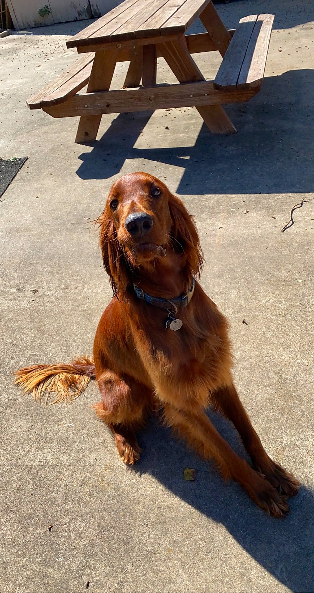 Wesley is registered to the contest to win money with this photo: asphalt, canidae, carnivore, cocker_spaniel, collar, companion_dog, dog, dog_breed, dog_collar, fashion_accessory, fawn, fur, gun_dog, leash, liver, retriever, road_surface, spaniel, sporting_group, working_animal