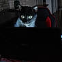 Doudou a rejoint le concours — aidez-le/la à gagner de superbes lots ! animal, black_cat, cat, chair, computer, curious, dark, eyes, focused, furniture, home, indoor, laptop, mystery, pet, room, screen_light, shadow, table, technology