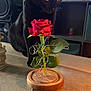 Doudou participe au concours pour gagner de l'argent avec cette photo : animal, black_cat, cat, close-up, countertop, curious, decor, feline, flower, home, indoor, leaf, pet, plant, red_flower, rose, speaker, tabletop, television, wooden_base