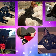 Doudou a rejoint le concours — aidez-le/la à gagner de superbes lots ! adorable, animal, black_cat, cat, close_up, collage, curious, cute, feline, heart_shape, indoor, lying_down, pet, plush_toy, purple_background, resting, rose, sparkles, unicorn, wide_eyes