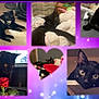 adorable, animal, black_cat, cat, close_up, collage, curious, cute, feline, heart_shape, indoor, lying_down, pet, plush_toy, purple_background, resting, rose, sparkles, unicorn, wide_eyes
