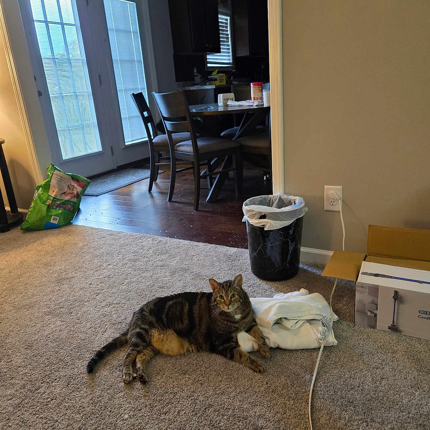 Lucky joined the competition — help win amazing prizes! accessories, animal, architecture, building, cat, chair, couch, diningroom, diningtable, door, furniture, hardwood, indoors, interiordesign, livingroom, pet, plywood, room, table, wood