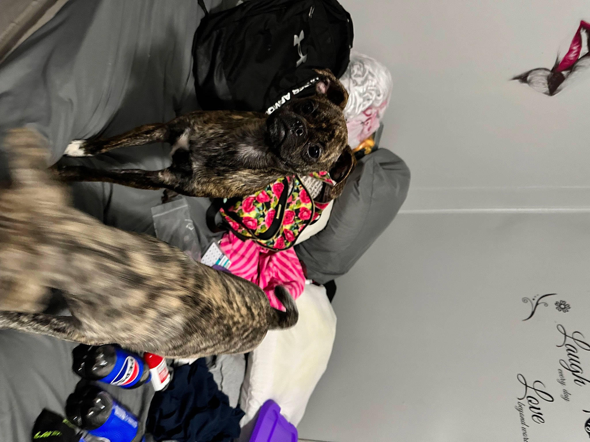 Dahlia is registered to the contest to win money with this photo: art, beak, bird, bird_of_prey, camouflage, fashion_accessory, fashion_design, feather, fur, hat, military_camouflage, pattern, tree, visual_arts, wing