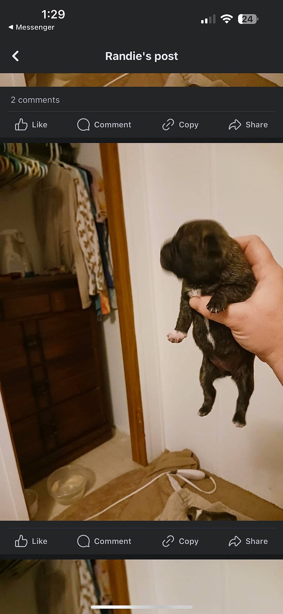 Dahlia is registered to the contest to win money with this photo: bag, canidae, carnivore, companion_dog, dog, dog_breed, door, font, fur, gesture, liver, pet_supply, photo_caption, screenshot, snout, sporting_group, tail, working_animal