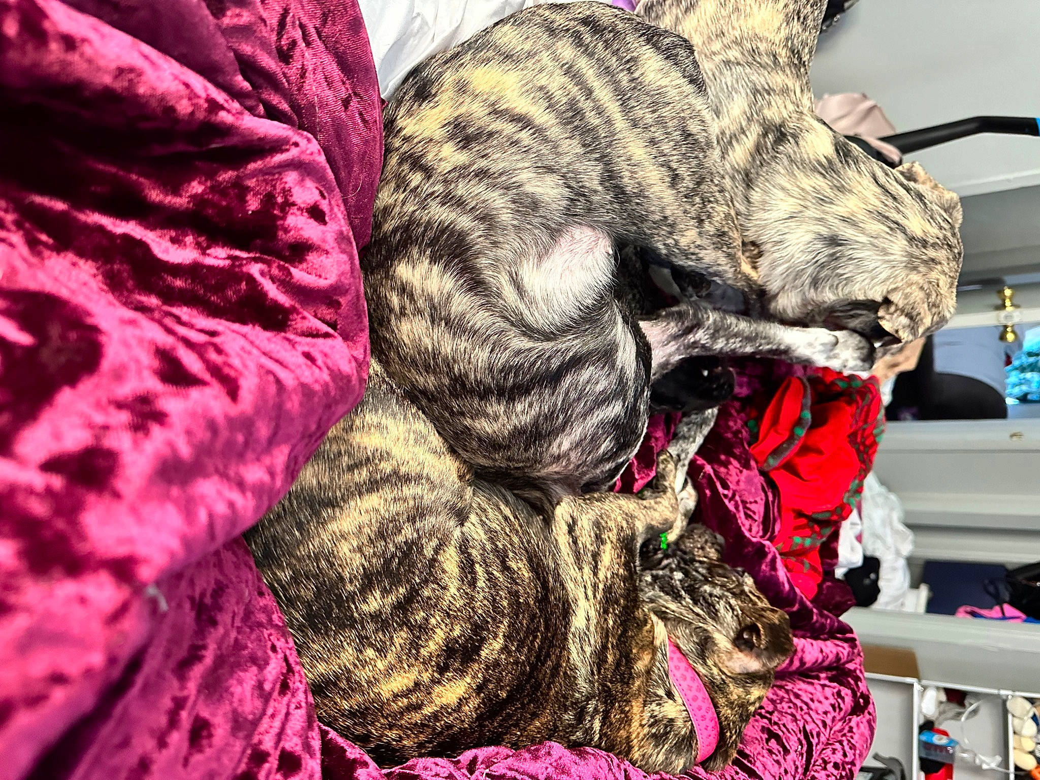 Cash joined the competition — help win amazing prizes! art, carnivore, cat, claw, comfort, domestic_short_haired_cat, felidae, fur, hug, magenta, nap, pattern, paw, shelf, small_to_medium_sized_cats, snout, tail, terrestrial_animal, whiskers