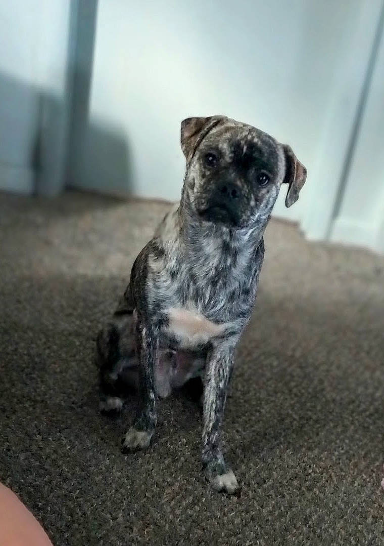 Cash joined the competition — help win amazing prizes! art, australian_cattle_dog, canidae, carnivore, companion_dog, dog, dog_breed, fawn, fur, non_sporting_group, paw, puppy, snout, sporting_group, tail, terrestrial_animal, toy_dog, whiskers, working_animal, working_dog