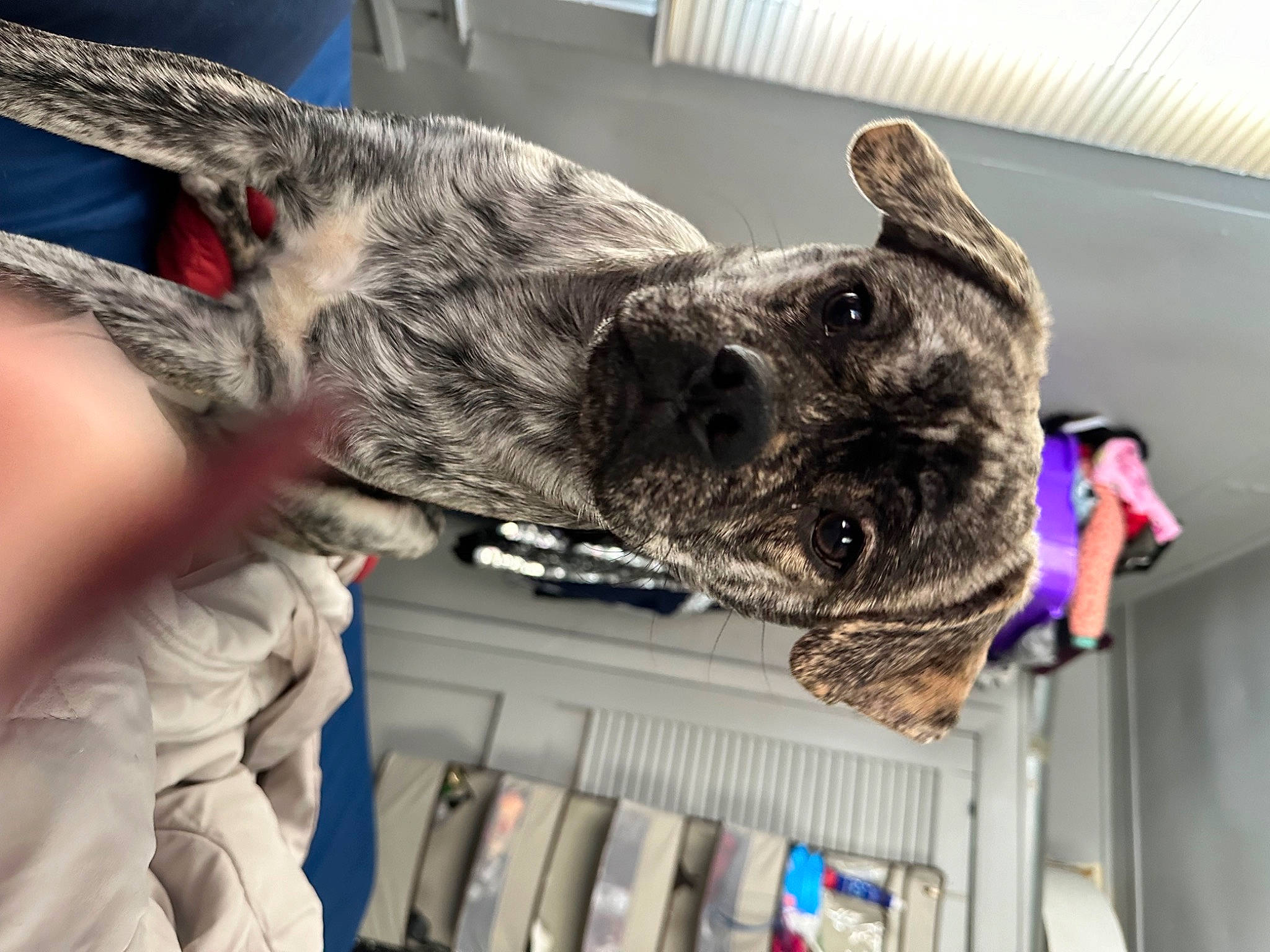 Cash joined the competition — help win amazing prizes! army, canidae, cargo_pants, carnivore, collar, dog, dog_breed, dog_collar, fur, guard_dog, marines, military, military_camouflage, military_person, military_uniform, non_sporting_group, snout, sporting_group, working_animal, working_dog