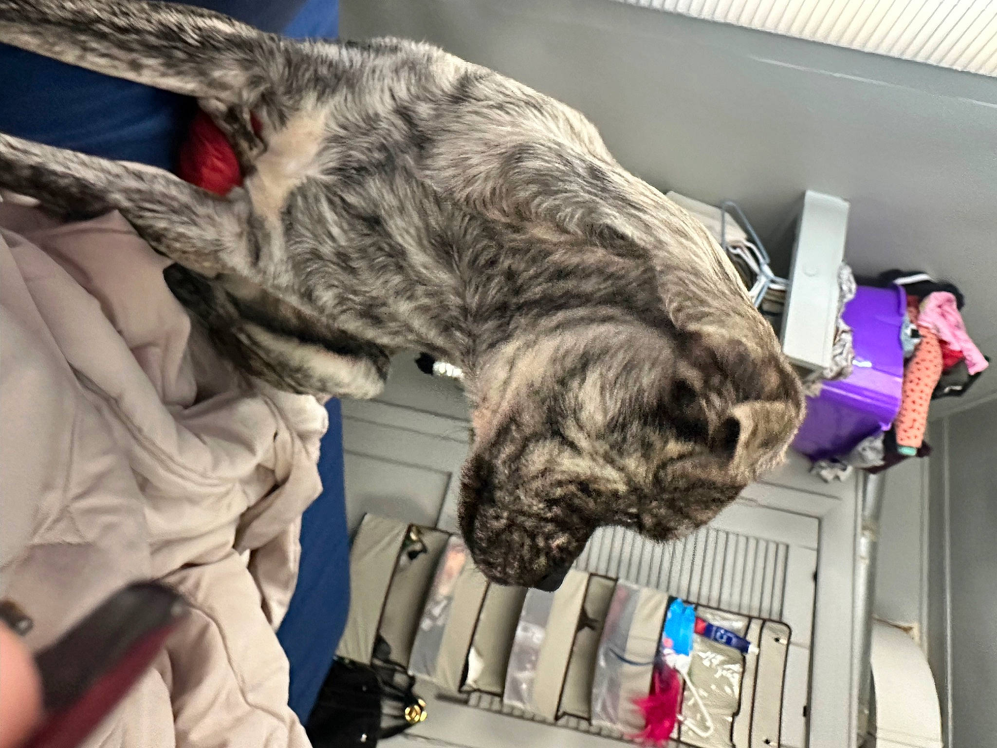 Cash joined the competition — help win amazing prizes! army, canidae, carnivore, companion_dog, dog, dog_breed, felidae, fur, military_camouflage, small_to_medium_sized_cats, snout, sporting_group, tail, whiskers