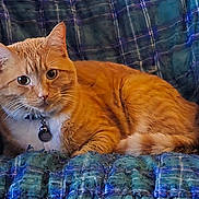 Sandy joined the competition — help win amazing prizes! animal, blanket, cat, collar, comfort, cozy, cute, ears, eyes, feline, fur, indoor, mammal, orange_tabby, pet, plaid, portrait, relaxed, resting, whiskers