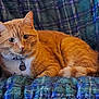animal, blanket, cat, collar, comfort, cozy, cute, ears, eyes, feline, fur, indoor, mammal, orange_tabby, pet, plaid, portrait, relaxed, resting, whiskers
