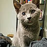 Tiresias joined the competition — help win amazing prizes! kitten, cat, gray_fur, tongue_out, cute, pet, animal, indoor, bookshelf, soft_lighting, fur, whiskers, ears, eyes, close_up, portrait, cozy, domestic, feline, sitting