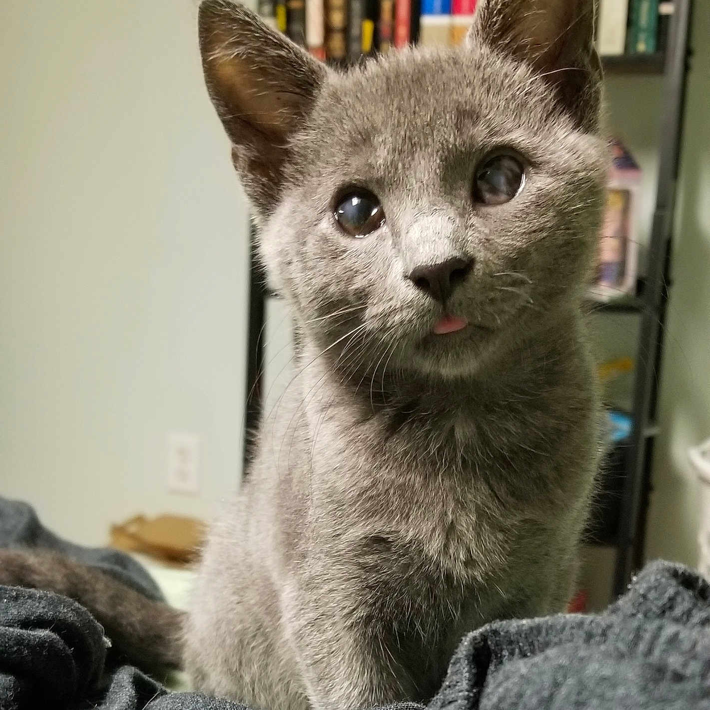 Tiresias joined the competition — help win amazing prizes! kitten, cat, gray_fur, tongue_out, cute, pet, animal, indoor, bookshelf, soft_lighting, fur, whiskers, ears, eyes, close_up, portrait, cozy, domestic, feline, sitting