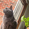 cat, gray_cat, window, brick_wall, plant, indoor, wooden_ledge, green_leaves, pet, feline, fur, whiskers, looking_outside, cozy, natural_light, houseplant, domestic_animal, window_screen, still_life, home