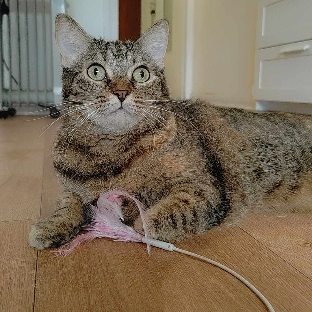 Maya