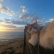 Yabou a rejoint le concours — aidez-le/la à gagner de superbes lots ! animal, beach, boat, cat, cliff, clouds, feline, fluffy, horizon, nature, ocean, outdoor, relaxing, scenic, sky, sunlight, sunset, travel, water, wood