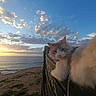 animal, beach, boat, cat, cliff, clouds, feline, fluffy, horizon, nature, ocean, outdoor, relaxing, scenic, sky, sunlight, sunset, travel, water, wood