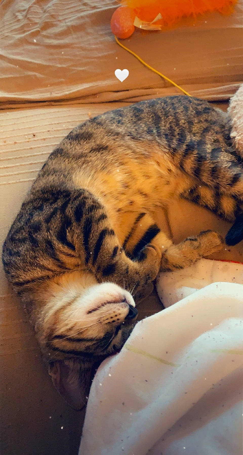 Twix a rejoint le concours — aidez-le/la à gagner de superbes lots ! big_cats, carnivore, cat, cat_bed, claw, comfort, domestic_short_haired_cat, eye, fawn, felidae, fur, head, leopard, organism, paw, small_to_medium_sized_cats, snout, tail, terrestrial_animal, whiskers