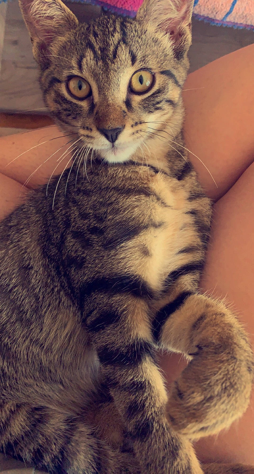 Twix participe au concours pour gagner de l'argent avec cette photo : carnivore, cat, claw, comfort, domestic_short_haired_cat, ear, eye, felidae, foot, fur, gesture, paw, sitting, small_to_medium_sized_cats, snout, tail, terrestrial_animal, toe, whiskers, wildlife