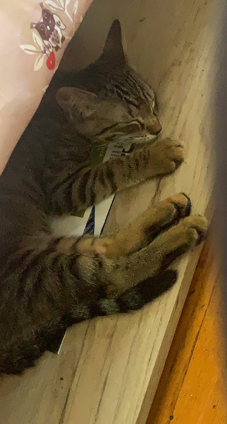 Twix participe au concours pour gagner de l'argent avec cette photo : boot, carnivore, cat, claw, comfort, domestic_short_haired_cat, felidae, foot, fur, grey, hardwood, human_leg, military_camouflage, paw, small_to_medium_sized_cats, snout, tail, thigh, whiskers, wood