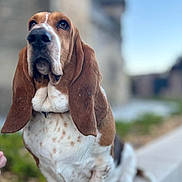 Harry participe au concours pour gagner de l'argent avec cette photo : basset_hound, dog, pet, outdoor, ears, sitting, animal, canine, long_ears, portrait, close_up, fur, paws, snout, brown, white, spots, leash, sidewalk, urban