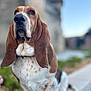 basset_hound, dog, pet, outdoor, ears, sitting, animal, canine, long_ears, portrait, close_up, fur, paws, snout, brown, white, spots, leash, sidewalk, urban